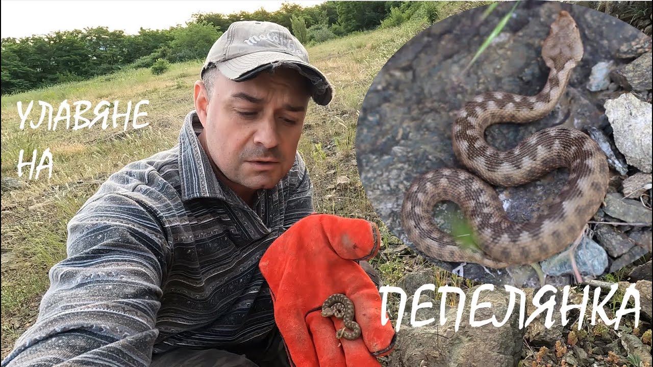 УЛАВЯНЕ НА ПЕПЕЛЯНКА NOSE HORNED VIPER CATCH VIPERA AMMODYTES