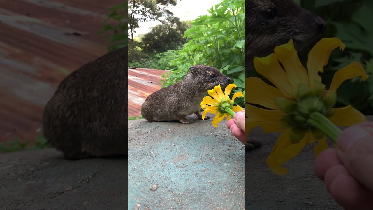 Hyrax on my roof #dassie #hyrax #cuteanimals
