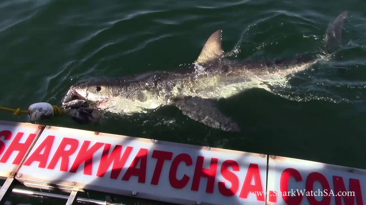 Marine Dynamics Shark Cage Diving - “Your Choice Makes a Difference