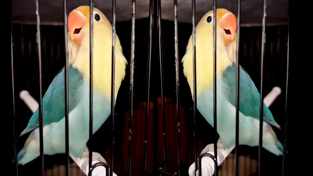 #lovebirds #lovebirdfighter #lovebirdkonslet #lovebirdpaud #masteranburung #masteranmuraibatu
