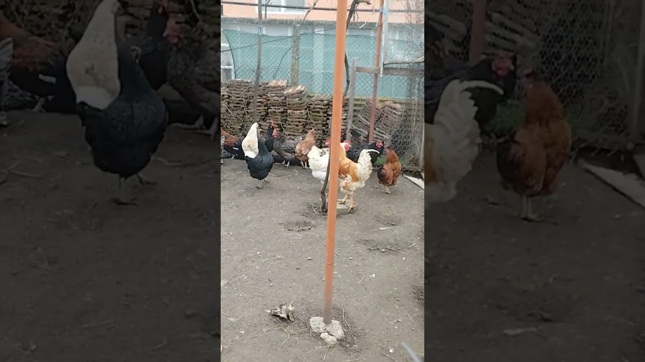 селски кокошки