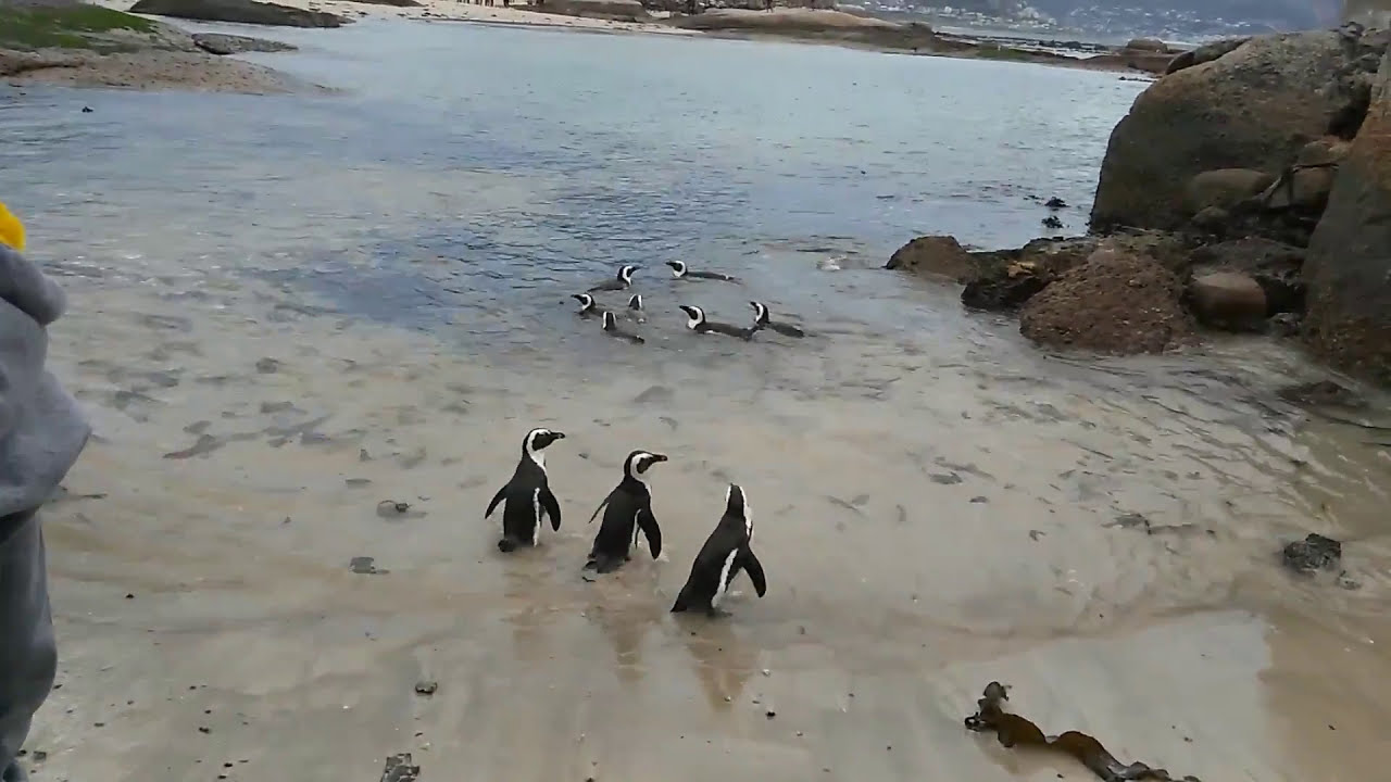 Penguin Colony at Boulders Beach | Western Cape South Africa