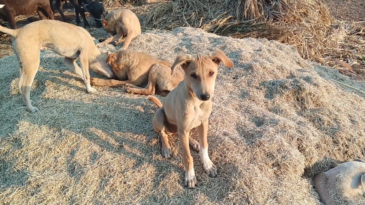 Village Dogs in Playing Puppy || Dogs life village Street dog Village life Dogs Pets Animals Life 