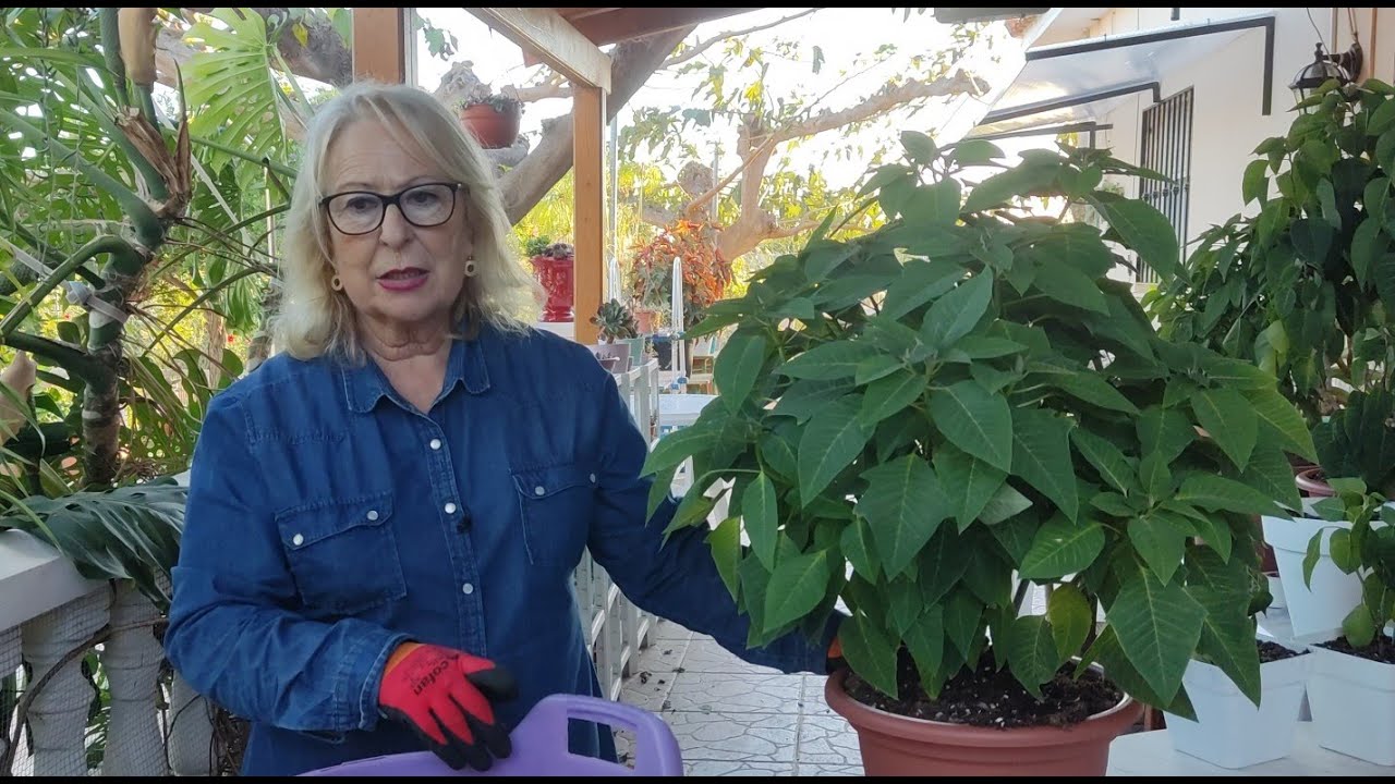 TIPS PARA PREPARAR LA FLOR DE NAVIDAD, ESTRELLA FEDERAL O NOCHEBUENA