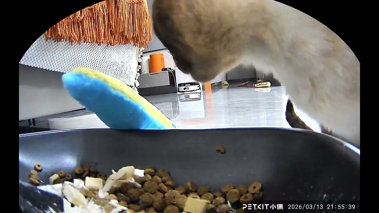 Wangcai's Day: Yellow Ribbonfish Rice Delight for Siamese Cats