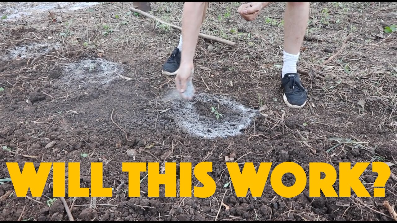 STOP CUTWORMS WITH THIS ONE WEIRD TRICK (The Tomato Story Continues!)