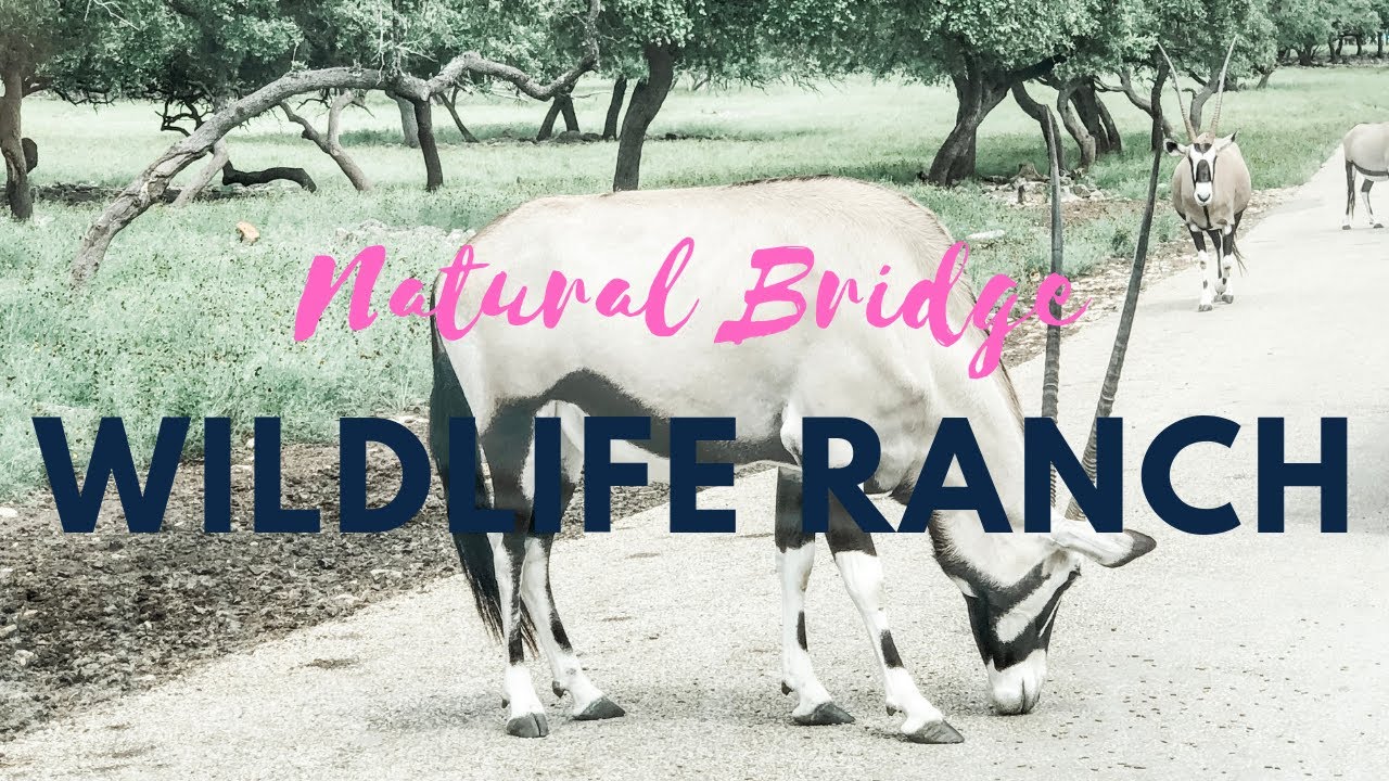 Natural Bridge Wildlife Ranch - African Safari Texas Style