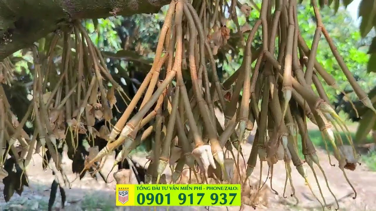 TƯỚI NƯỚC SẦU RIÊNG SAU XỔ NHỤY NHƯ THẾ NÀO ĐỂ TRÁNH RỤNG