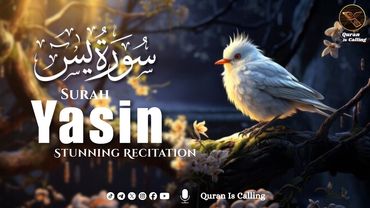 Most soothing recitation of Surah Yaseen سورة يس | Quran is Calling