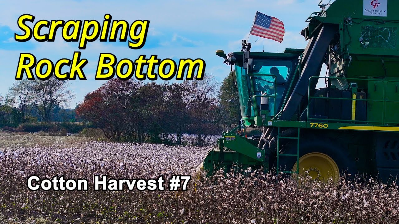 Scraping Rock Bottom... Cotton Harvest #7 (10/23/24)