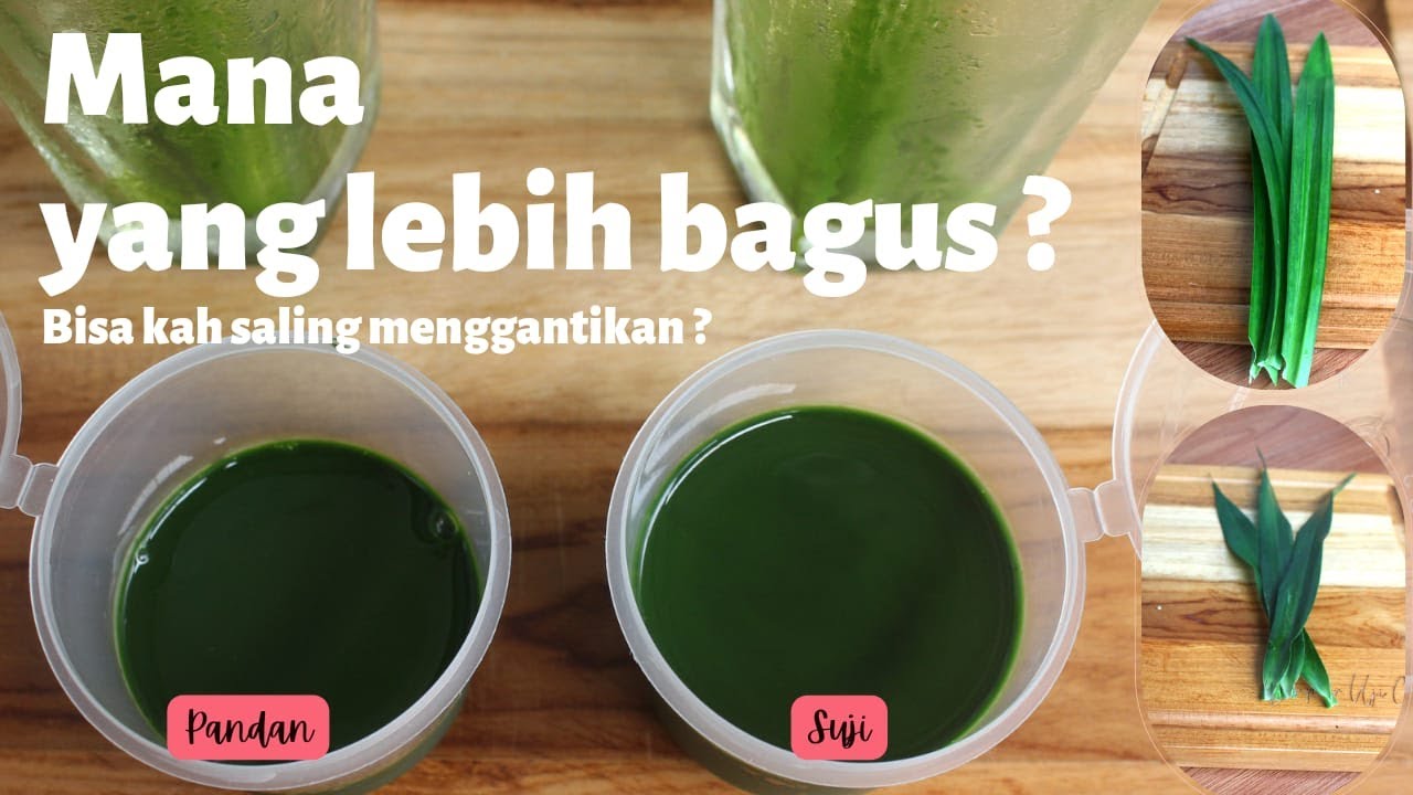 36. DAUN PANDAN VS DAUN SUJI | Bisa kah saling menggantikan ?? | Apa saja perbedaanya ?