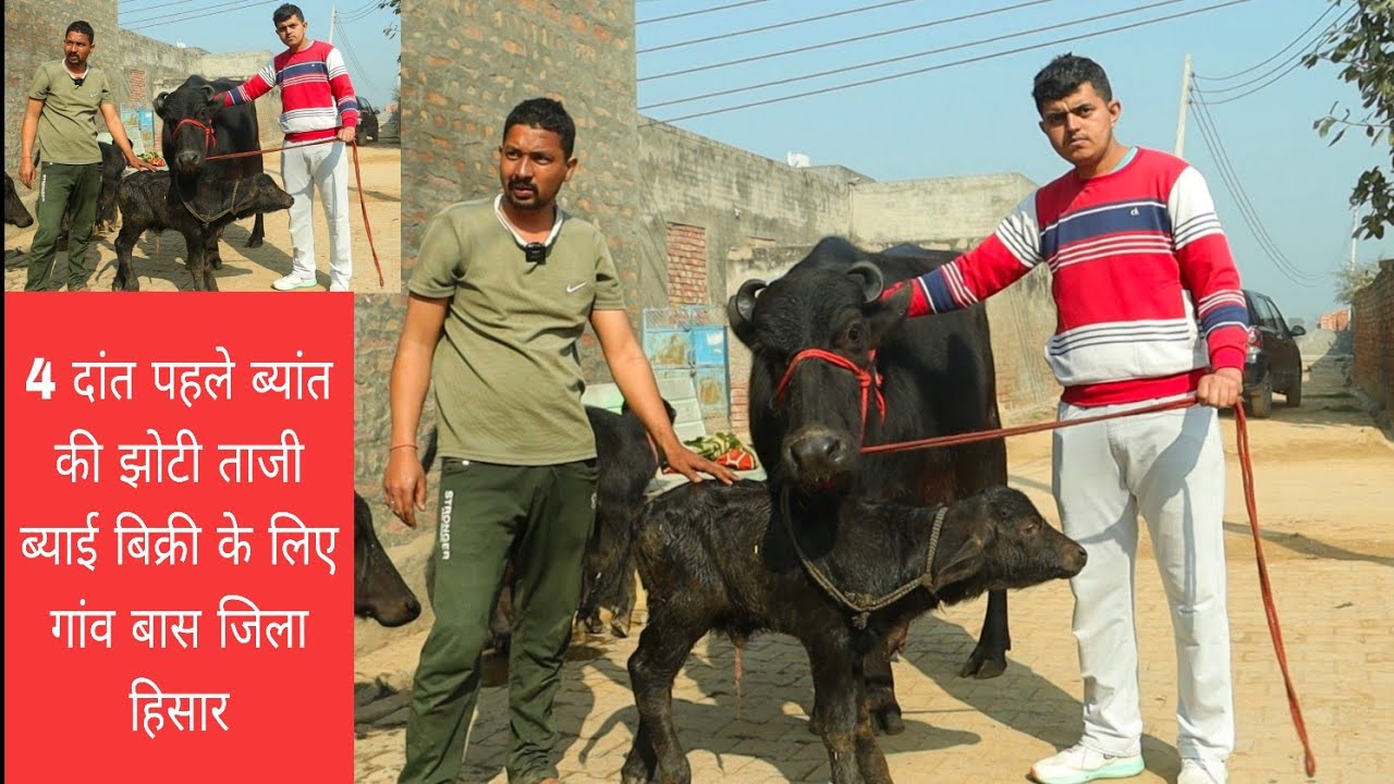 4 दांत पहले ब्यांत की झोटी जबरदस्त ताजी ब्याई गांव बास जिला हिसार 