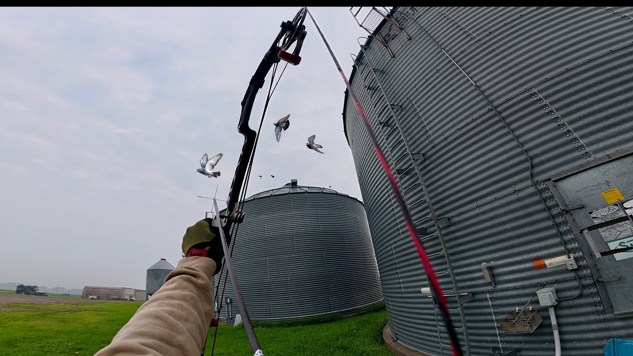 Bowhunting Pigeons Out of the AIR! (Insane Shots!)