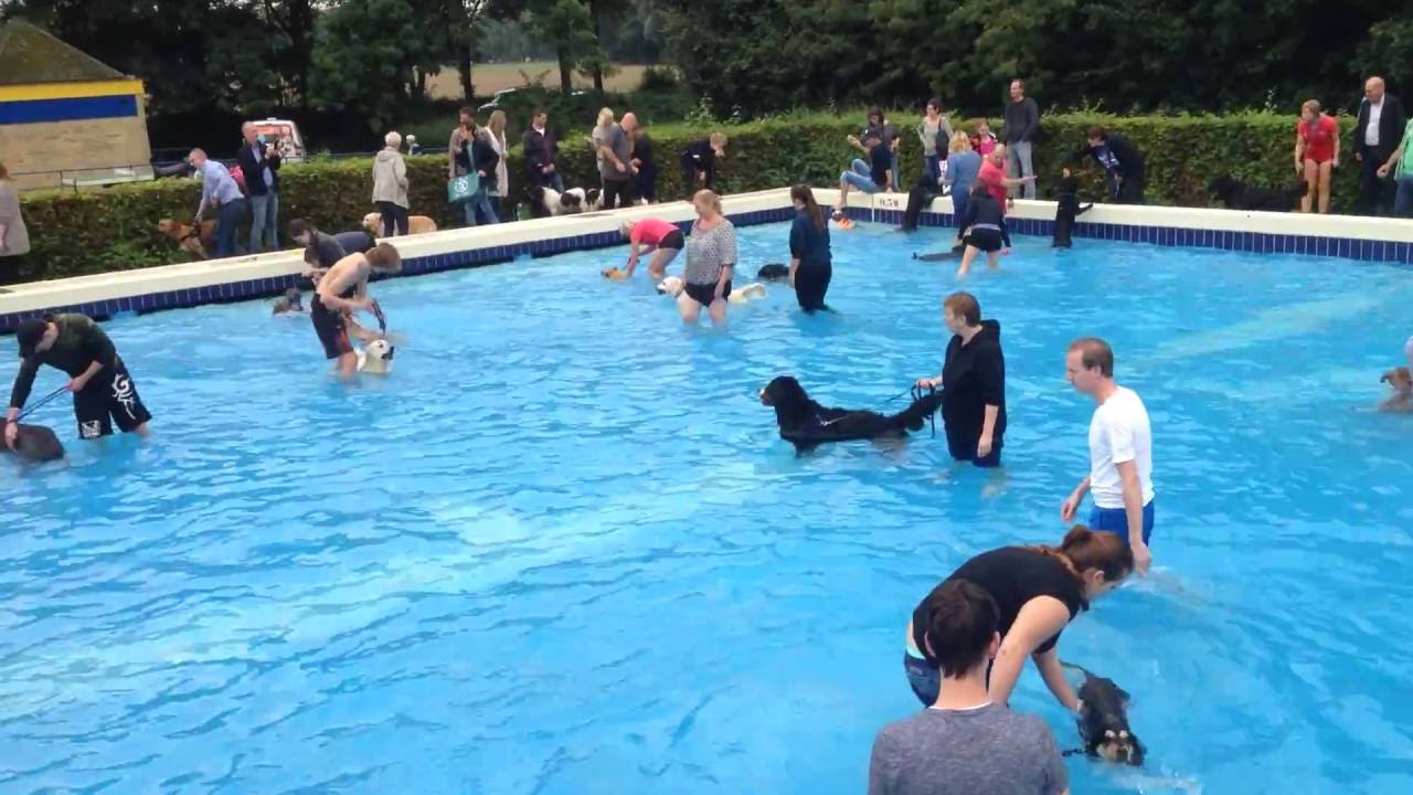 Hondenschool Limburg / Puppy's in zwembad aan het zwemmen