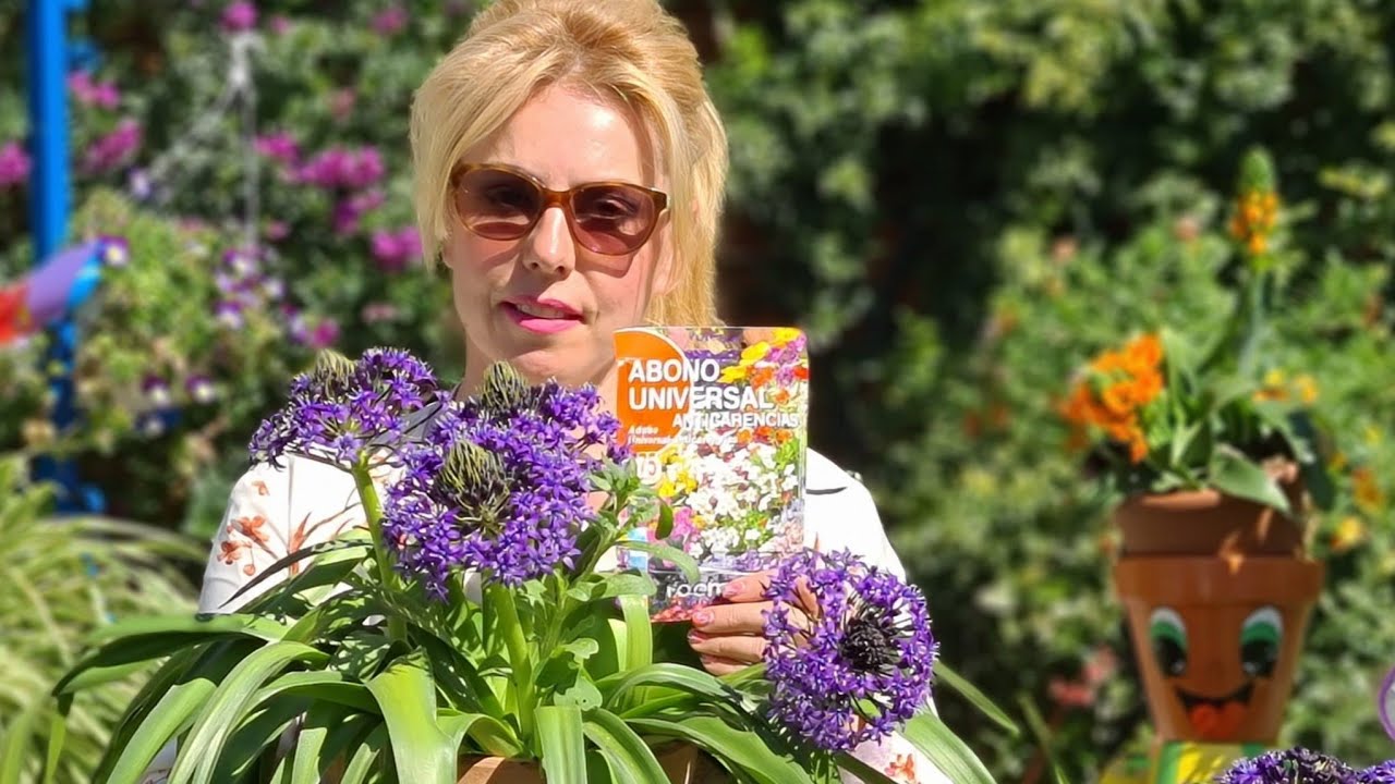 Planta Scilla Peruviana 🌹 cómo se abona para la floración y sus cuidados 🌹💐🎶🦅