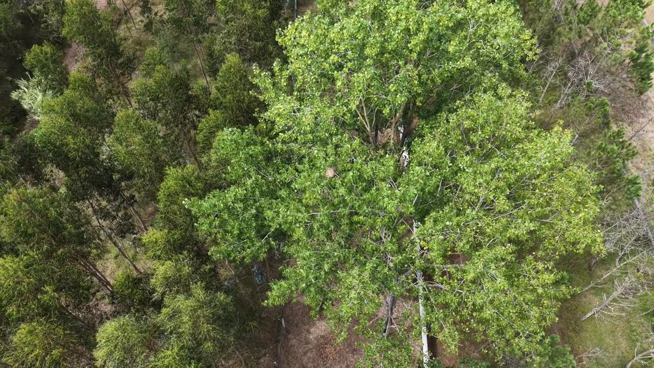Mavic-4-pro helping locate a Vespa Velutina nest