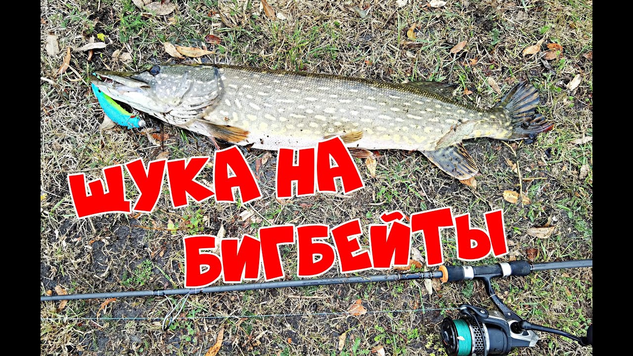 СРАЗУ ТРИ 