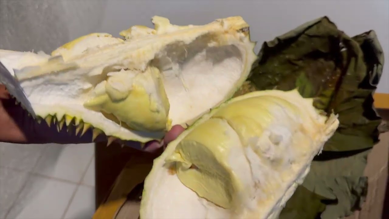 ทุเรียนหมอนทอง คอกแรกของสวนที่บ้านแม่สายเชียงราย 14168 จริงนะสายกลางต้องชอบแน่