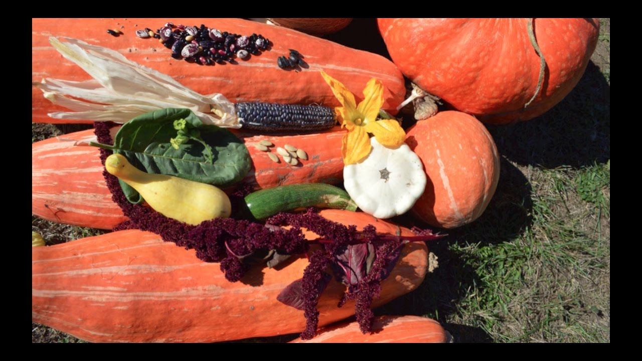 Gete Okosomin. An Ancient Native American Winter Squash. Cooking and Eating