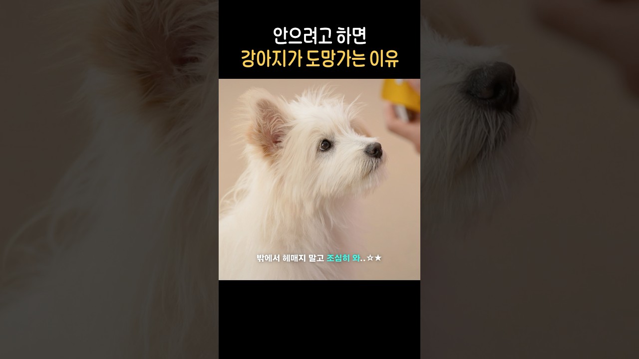 손에 잡힐 듯 잡히지 않는 강아지ㅠ