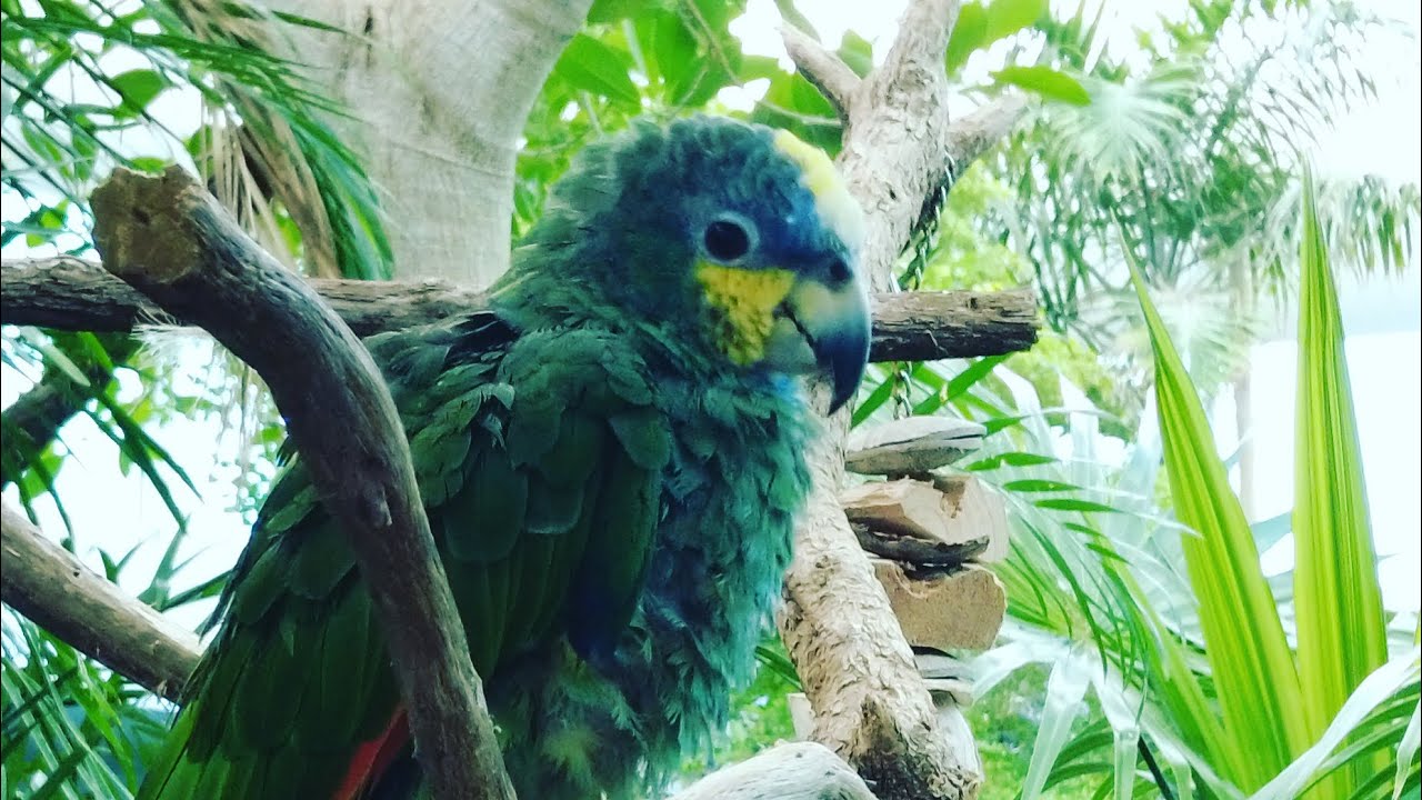 Красивые птицы поднимают настроение.