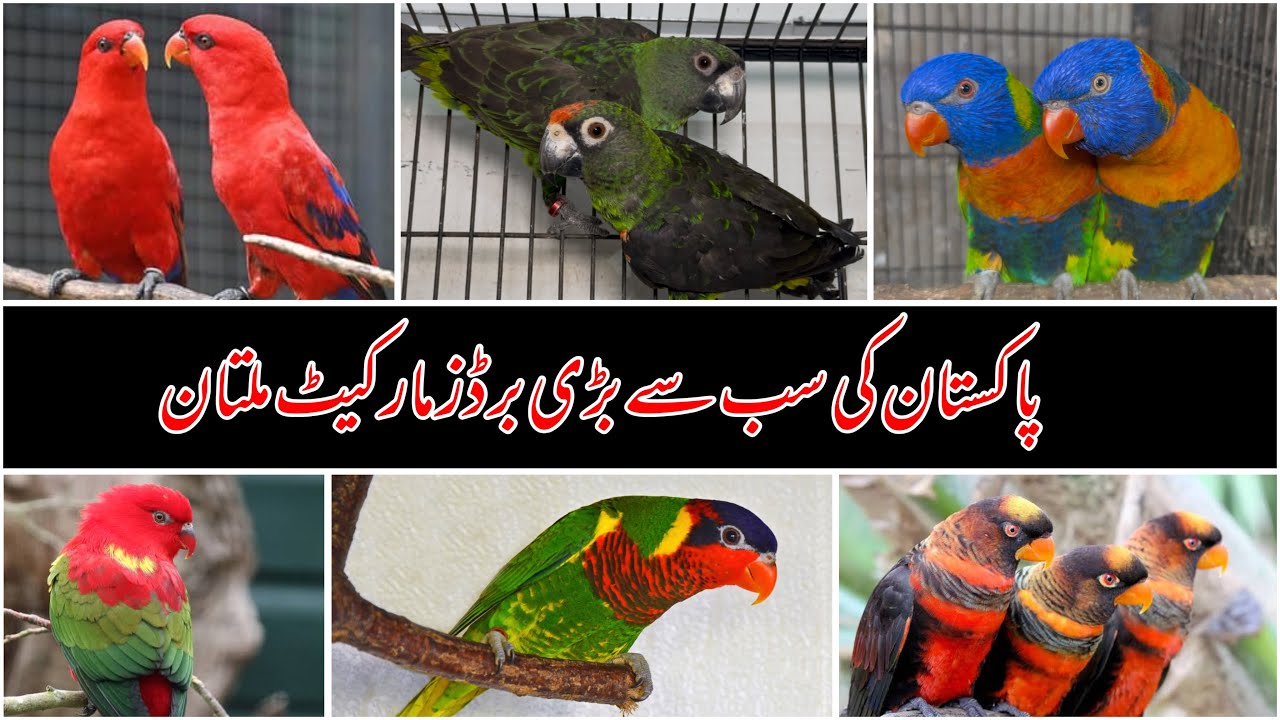 Sunday Birds Market Multan Birds Market Multan 03 January 2026 | Amman Khan | unique birds  |