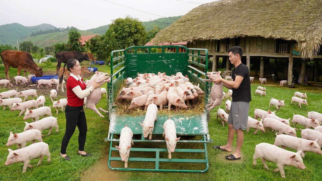 Use Truck To Buy Cows From Farmer To Sell For Trader, Trading Many Piglets for Profit