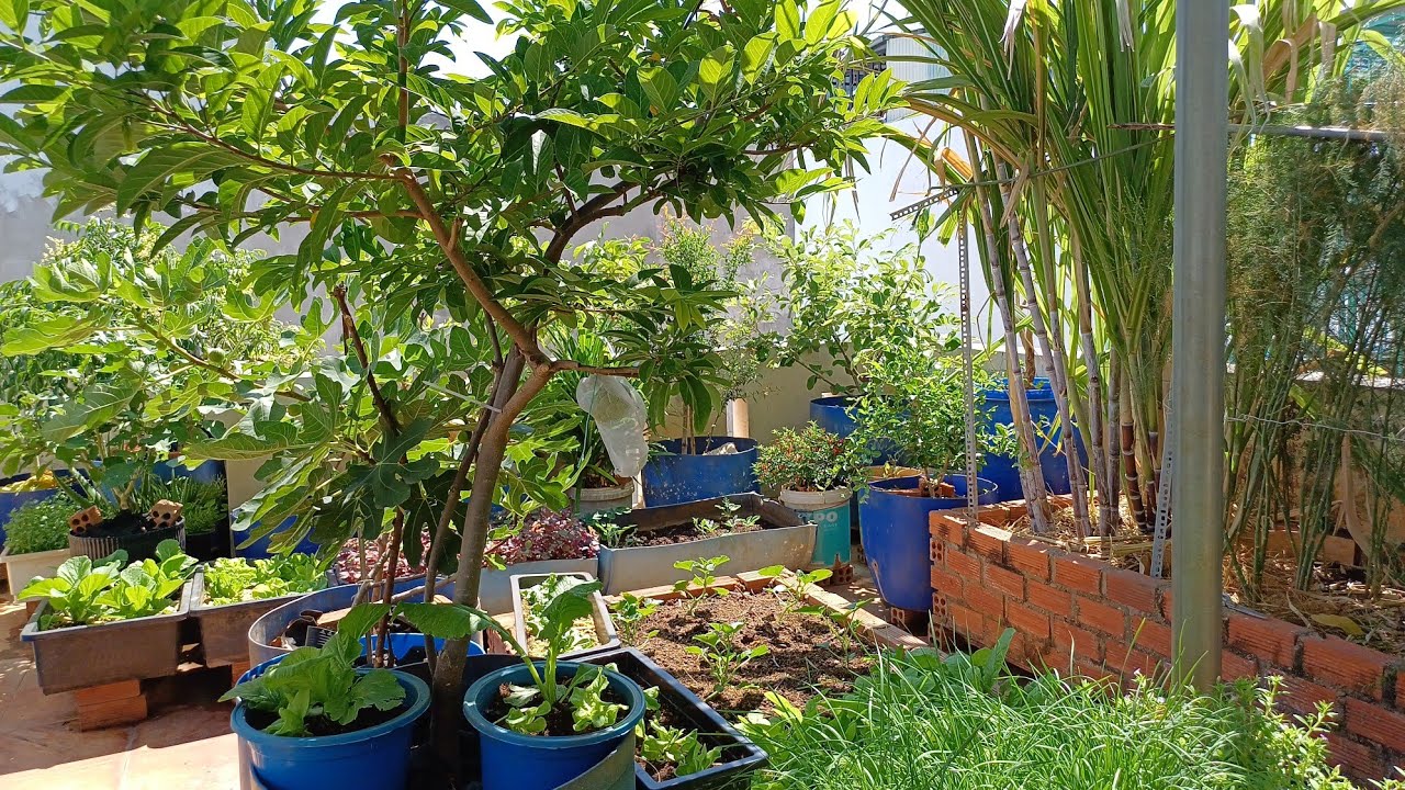 [48] CHĂM SÓC VƯỜN SÂN THƯỢNG THÁNG 5 [P.1] Trộn đất trồng dưa, thu hoạch nho, cách sử dụng bã mía.