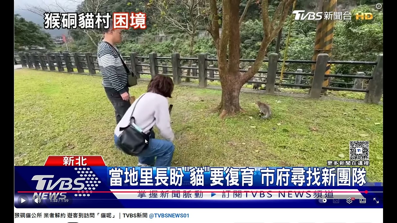 翻攝TVBS新聞 猴硐貓公所 業者解約 遊客到訪問「貓呢」