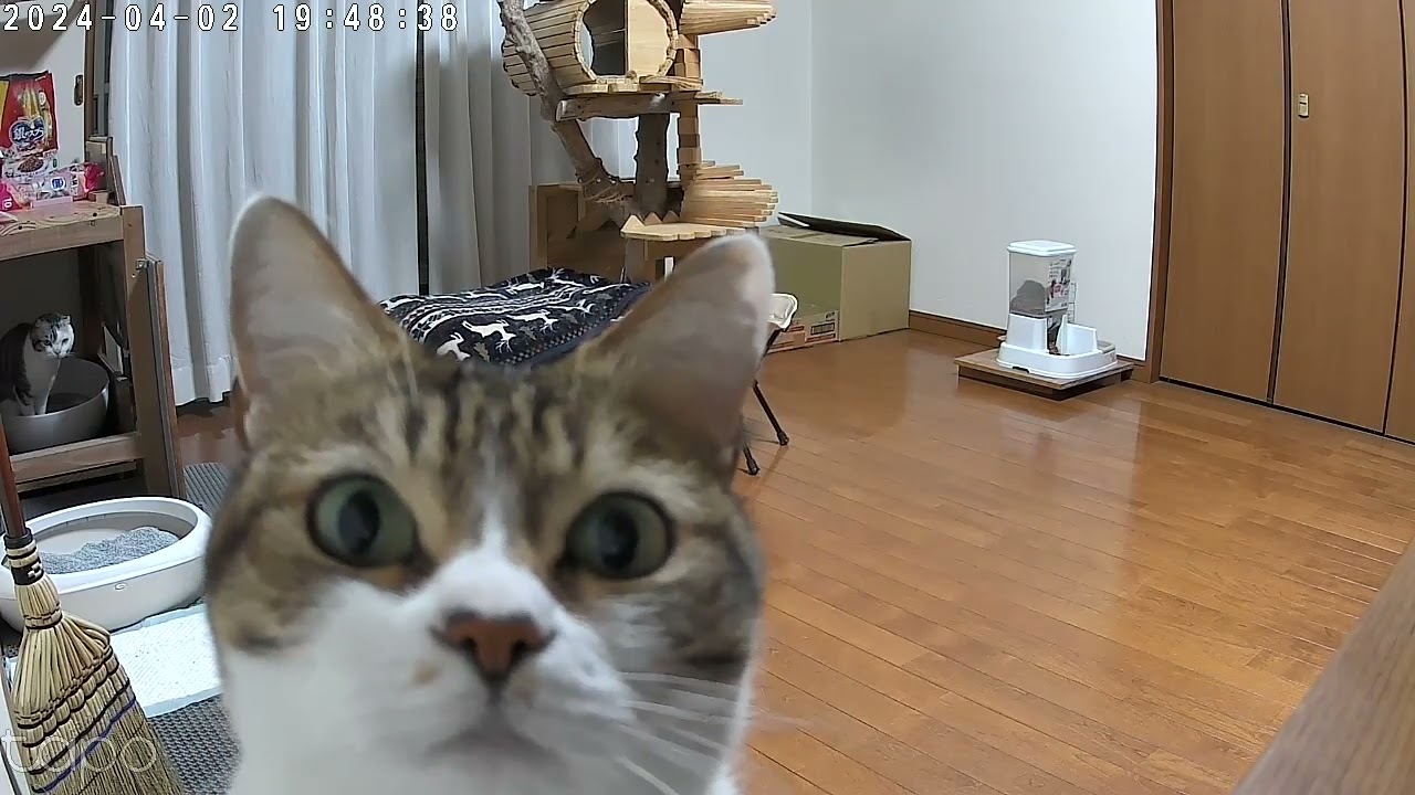 【フリー動画】猫が初めてライブカメラに気づいた瞬間