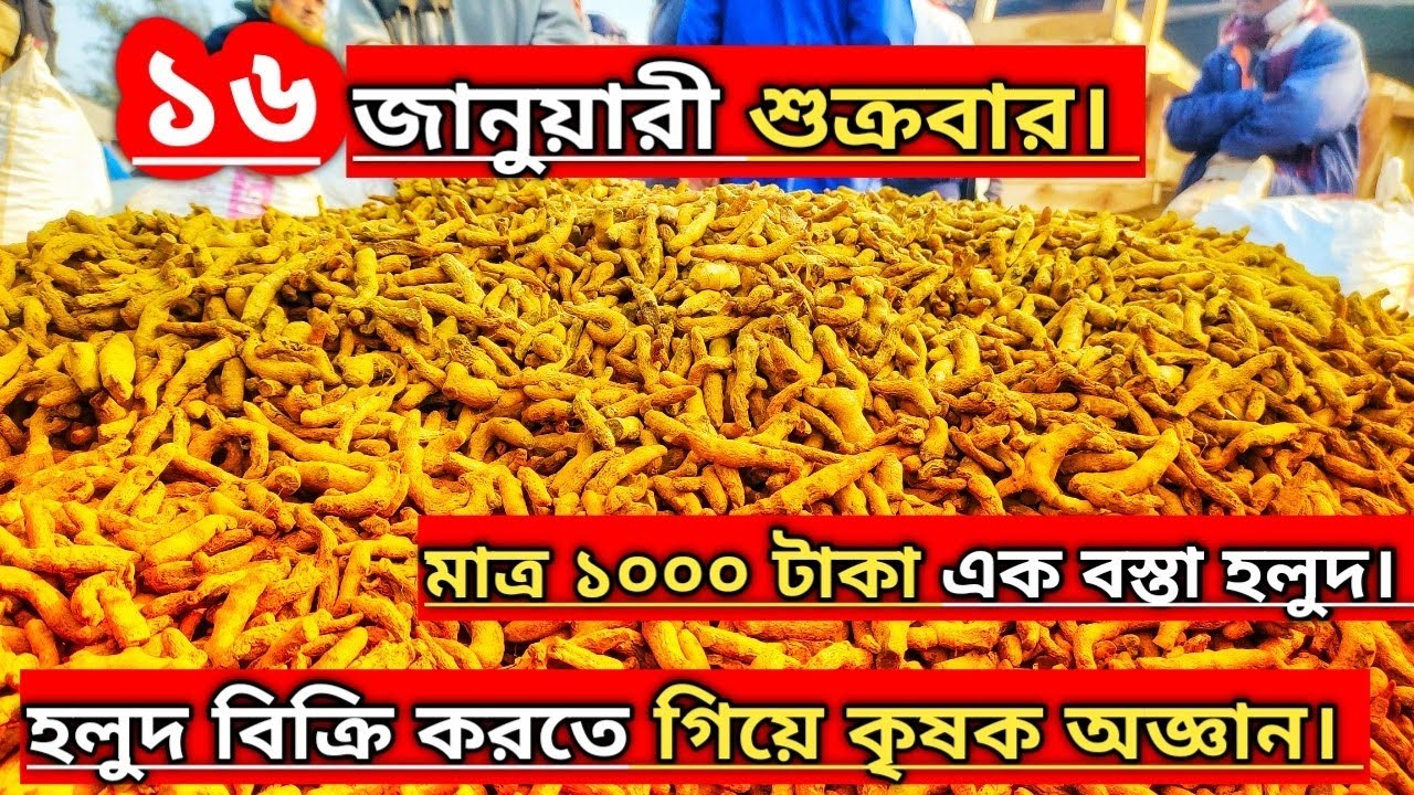 ১৬ জানুয়ারী ২০২৬ রোজ শুক্রবার। পঞ্চগড় জেলার হলুদের আটডেট বাজার #হলুদের_বাজার #হলুদের_পাইকারি_বাজার