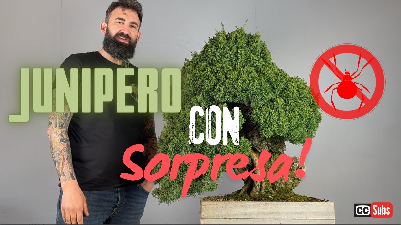 Espectacular Junípero en roca con sorpresa! 🌳🕷️☠️