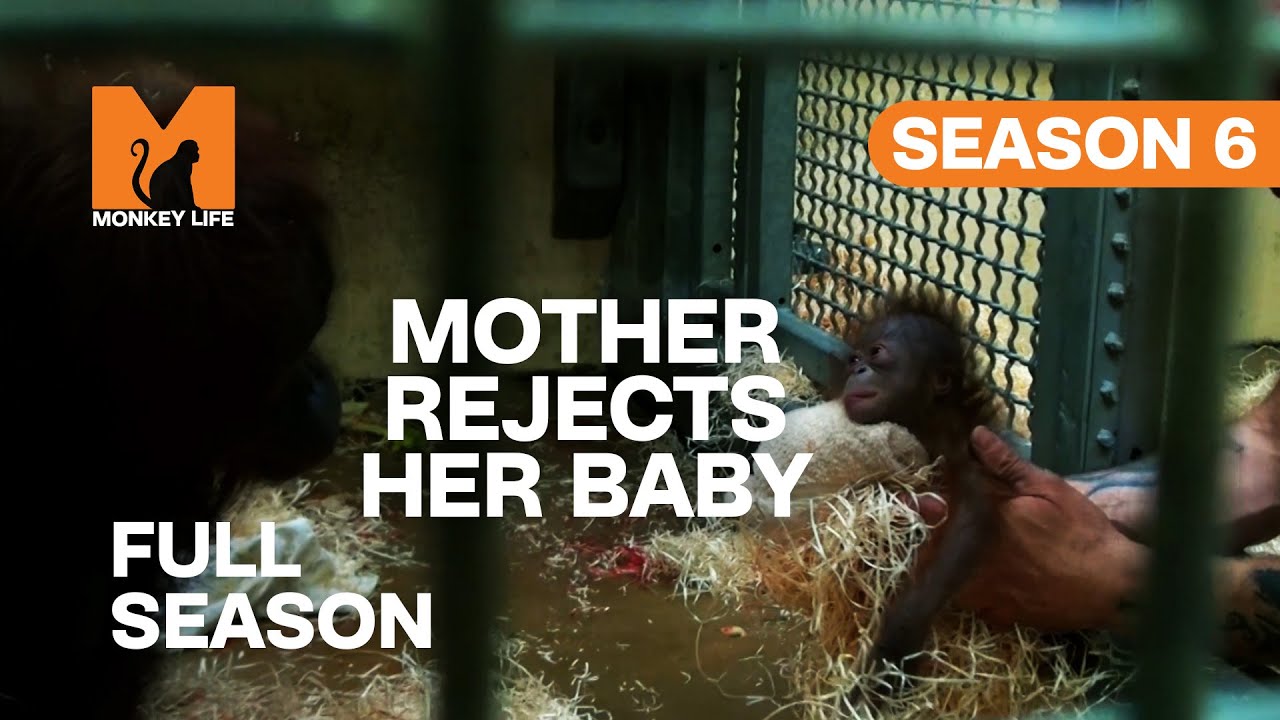 Mother Rejects Her Baby | Season 6 | Full Season | Monkey Life