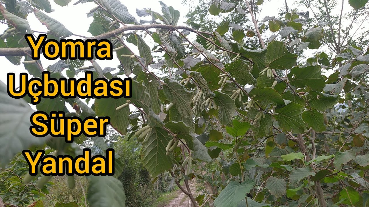 5.yaş Yomra ve 5. &ccedil;akıldak ikisi yan yana dalseyretme ve şekil budaması farkı👀