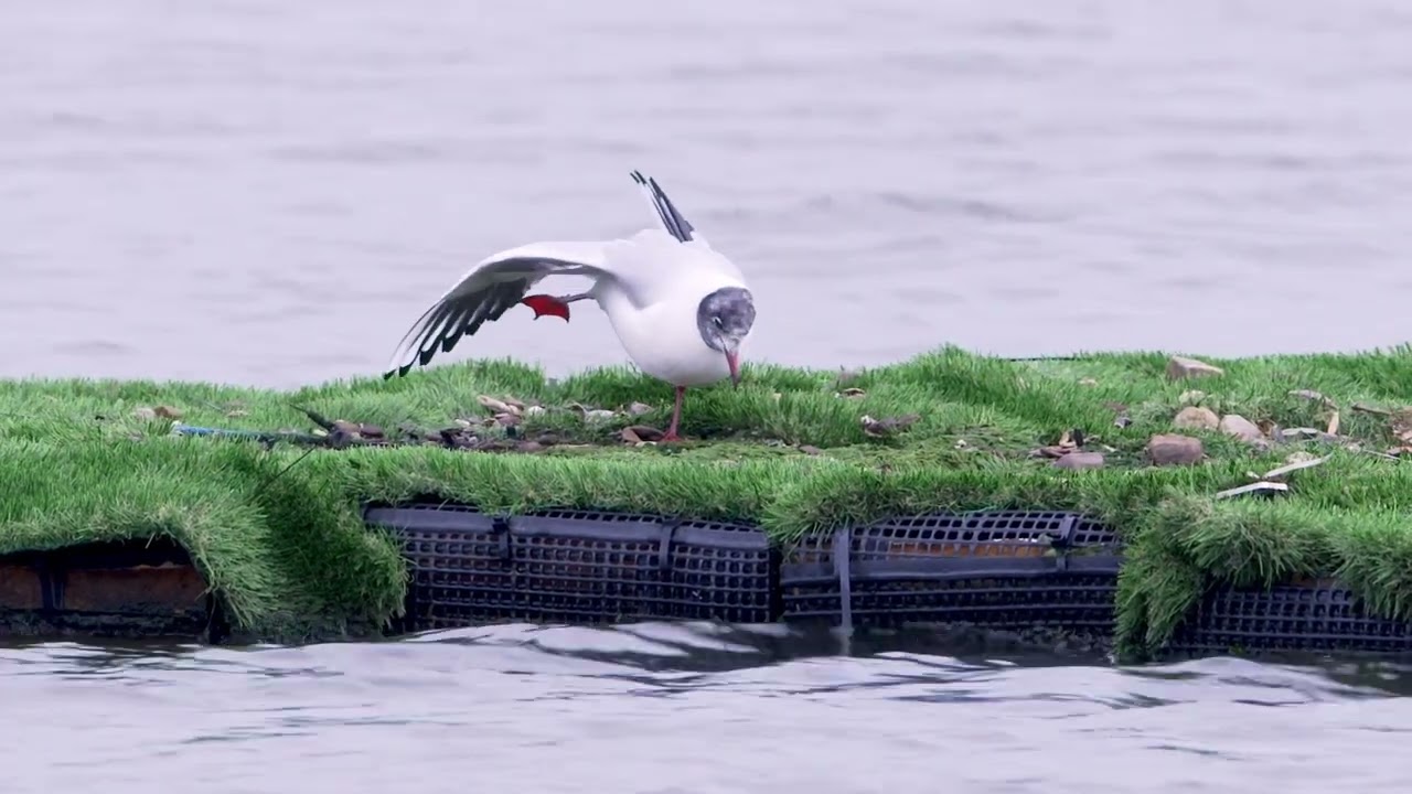 Mooney Goes Wild: Wetland Birds