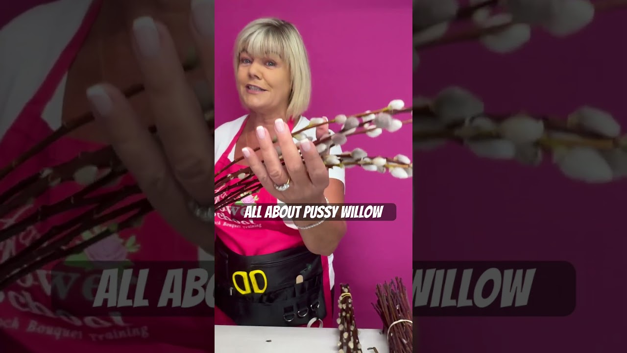 All about Pussy Willow