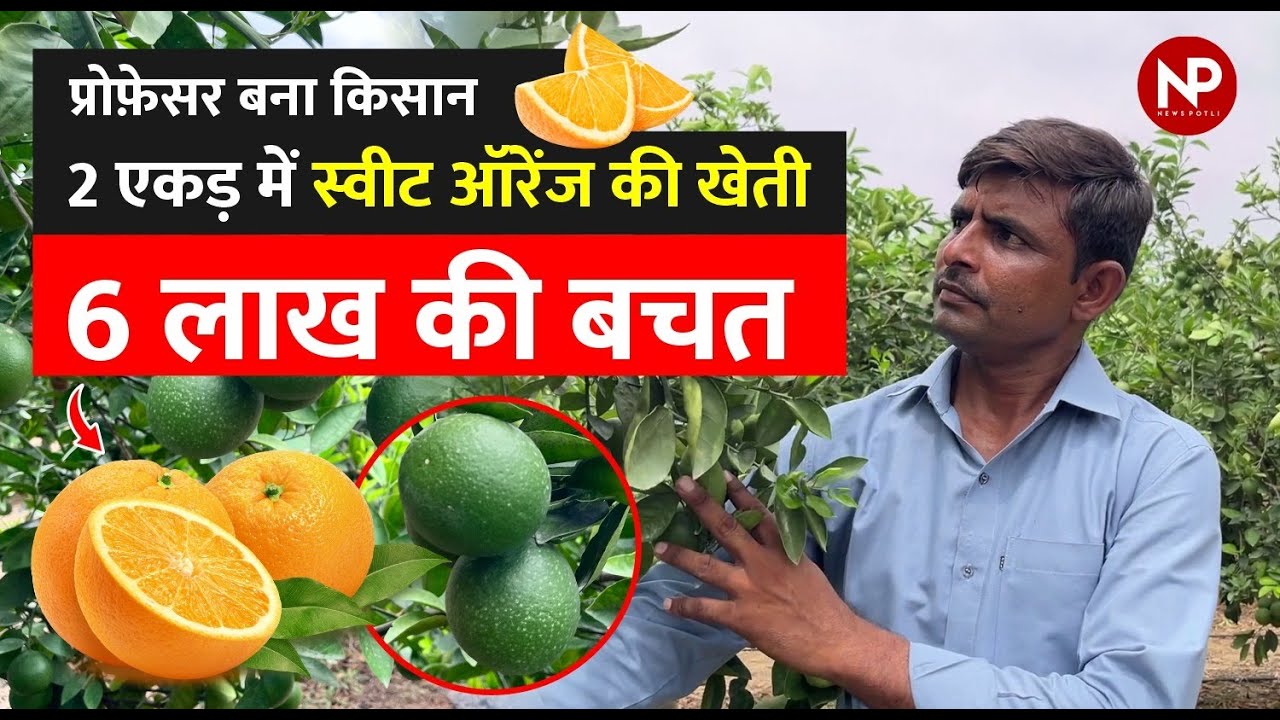 Sweet Orange Farming: प्रोफेसर बना किसान, 2 एकड़ की खेती में 6 लाख की बचत l Gujarat मौसंबी की खेती