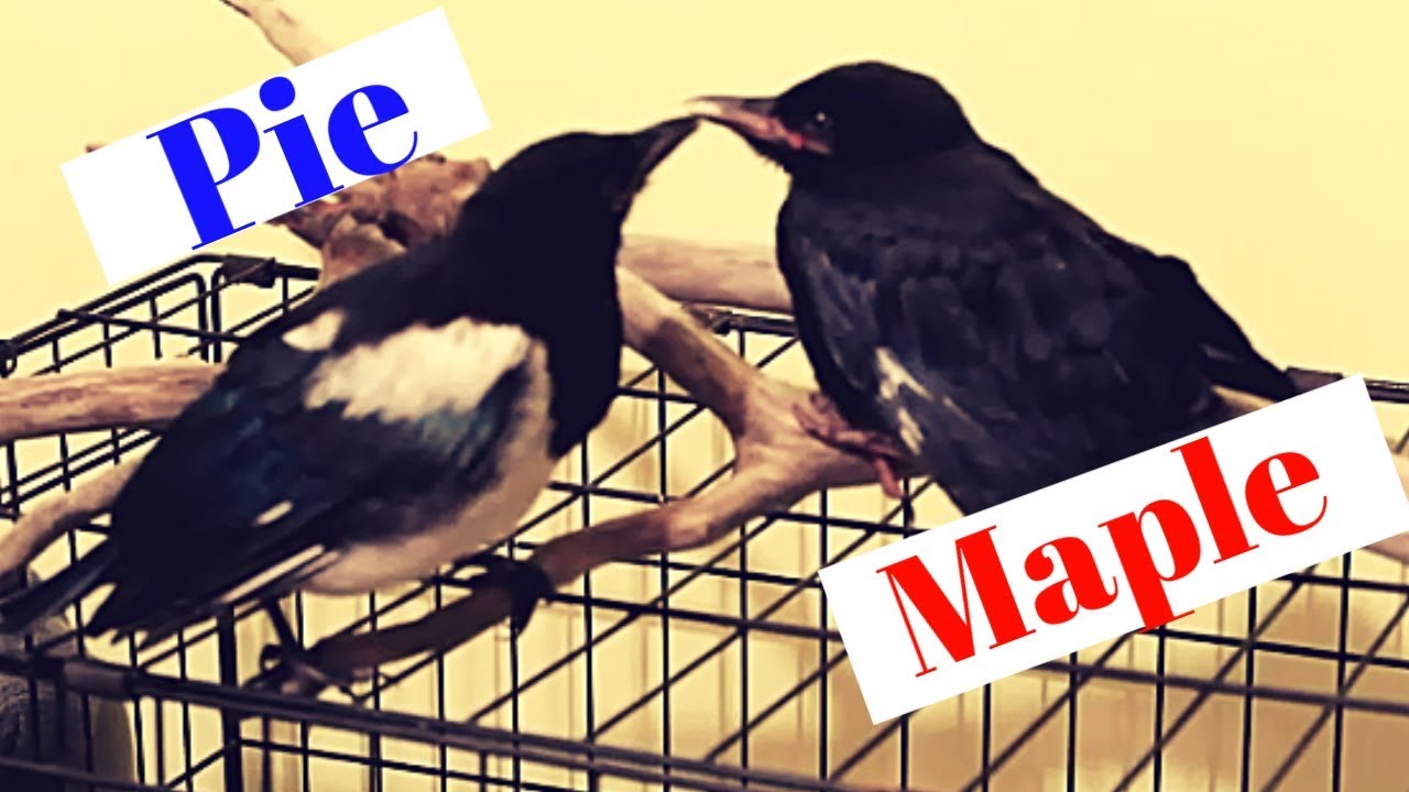 Pet crow and magpie act like Children