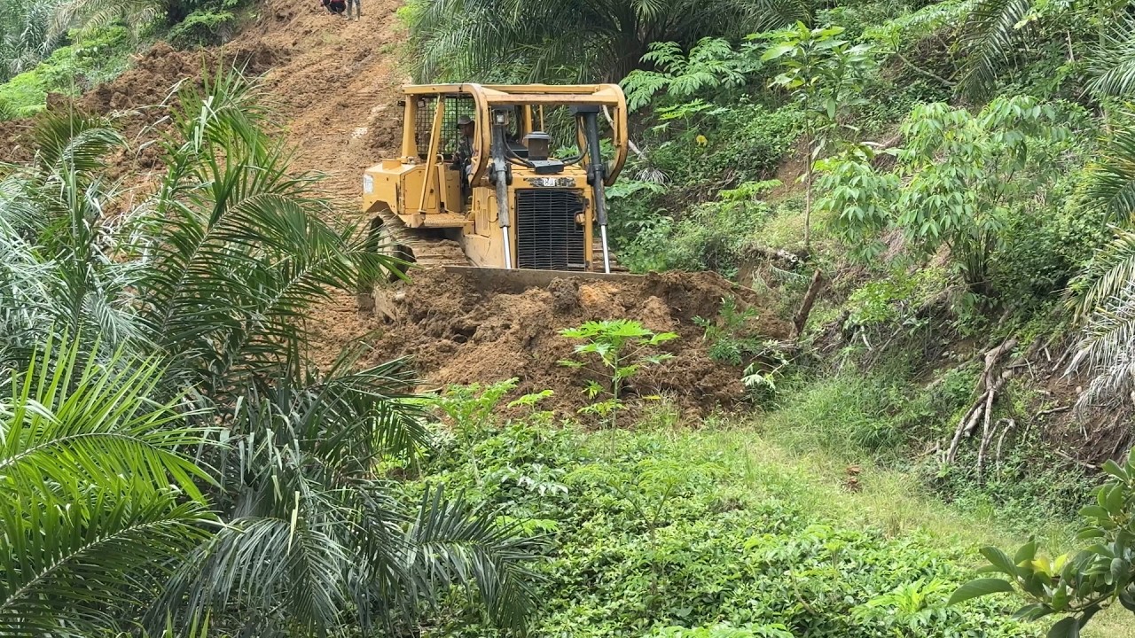D6R XL Bulldozer Working on Road Repairs in an Oil Palm Plantation