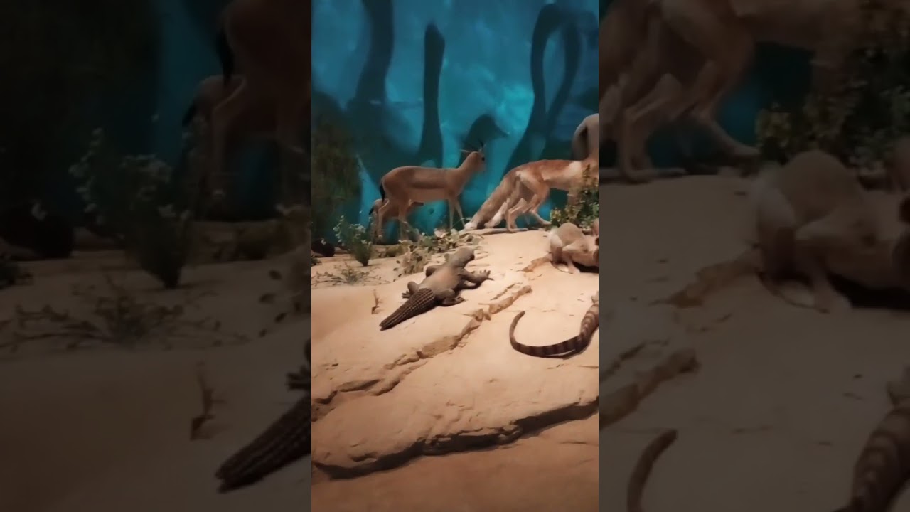 Qatar Museum Animals