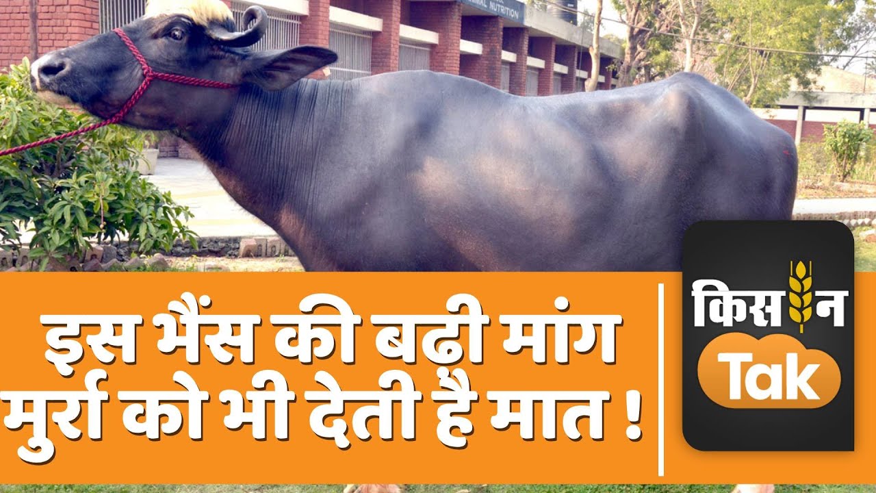 Nili Ravi buffalo: ये कोई आम भैंस नहीं, मुर्रा को भी देती है टक्कर, चौंका देगी खासियत | Kisan Tak