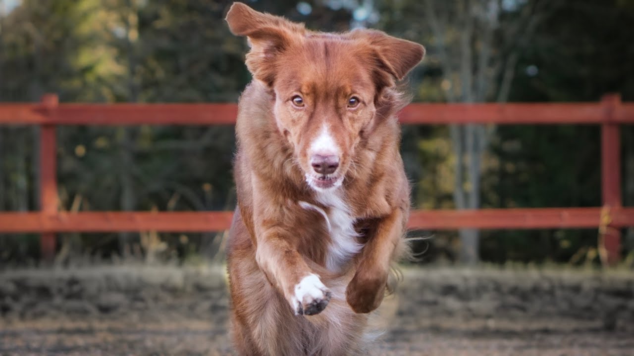 Mit dem CAVALETTI TRAINING starten | Cavaletti für Hund | Beginners | Cavaletti für Hund