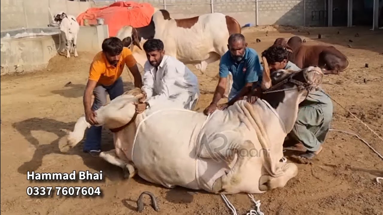 Dabang Ny Hila Dya Sub Ko 😅 | Khassi Krwa Dye 4 Bachry | AR Maani