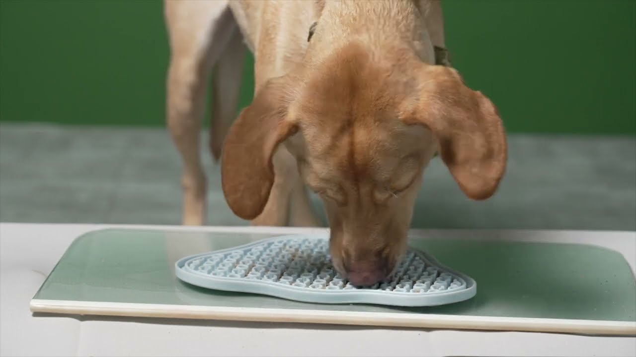 licking 핥다 - ASMR Dog eating biting licking 개 먹고 물고 핥기