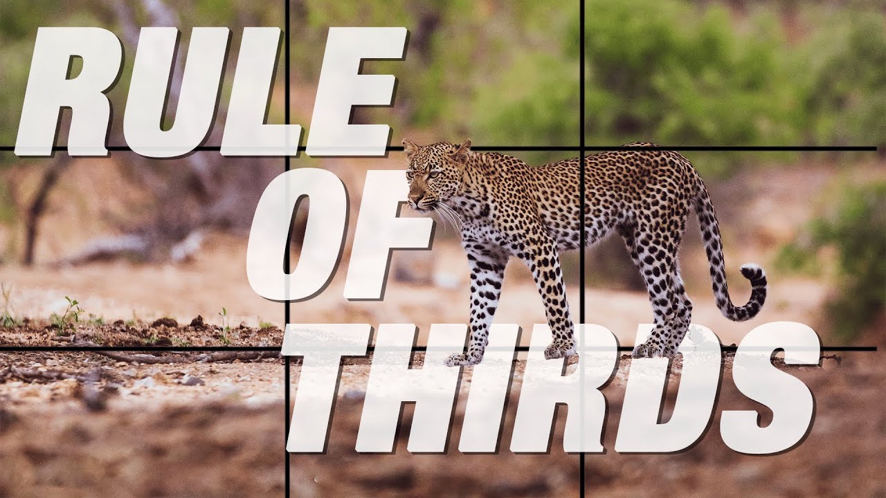 How To Use The RULE OF THIRDS IN Wildlife Photography | INSTANTLY Improve Your Wildlife Photos