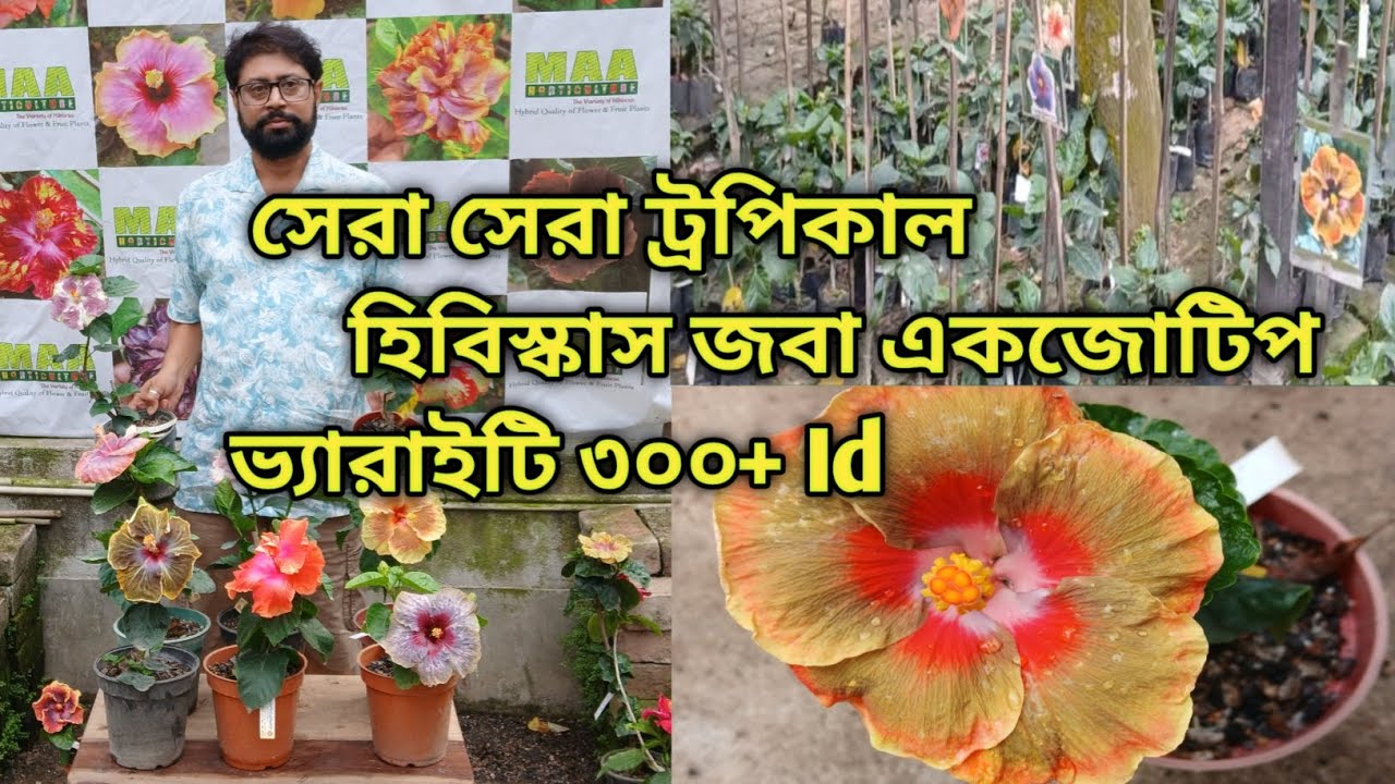 ট্রপিকাল হিবিস্কাস একজোটিপ জবা ৩০০ + Id