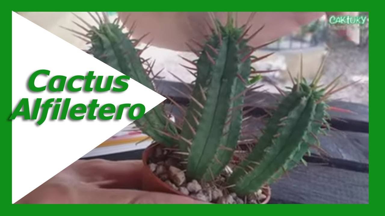 💚 🌵 Euphorbia enopla. Euphorbia coral | Caktuky.