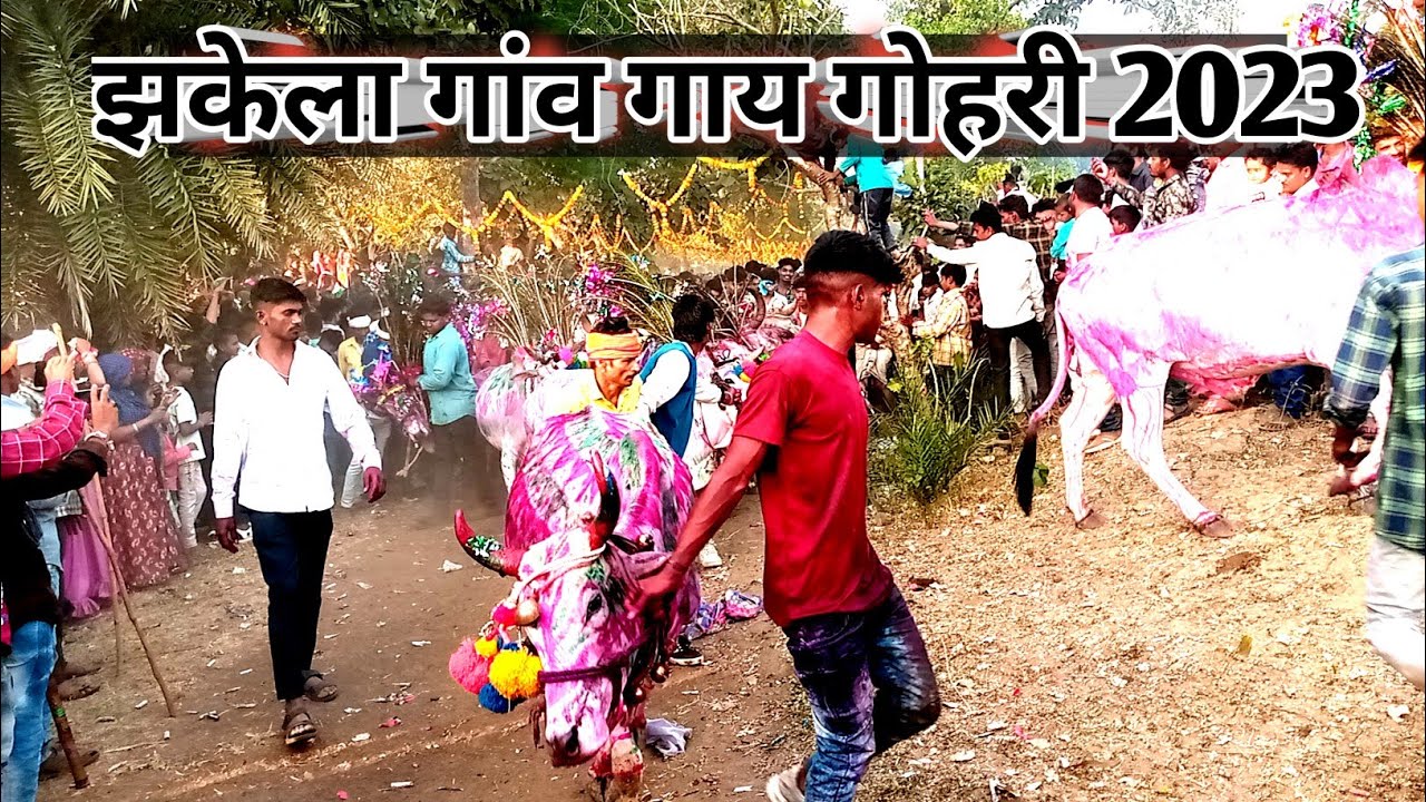 झकेला गाय गोहरी झाबुआ आदिवासी समाज गाय गोहरी वीडियो 2024😍 gay Gori video 2024 🥰