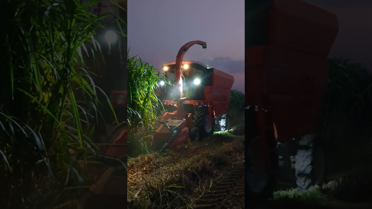Dasmesh-831 Forage Harvester working on Napier Grass #khetibadi #technology #newmachinery #trending