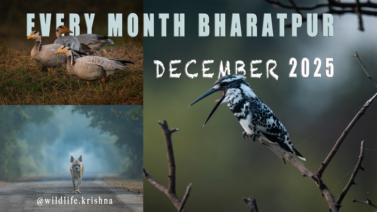 December at Bharatpur Bird Sanctuary || Spotting a Hyena at Bharatpur || Winter Migrants & Resident